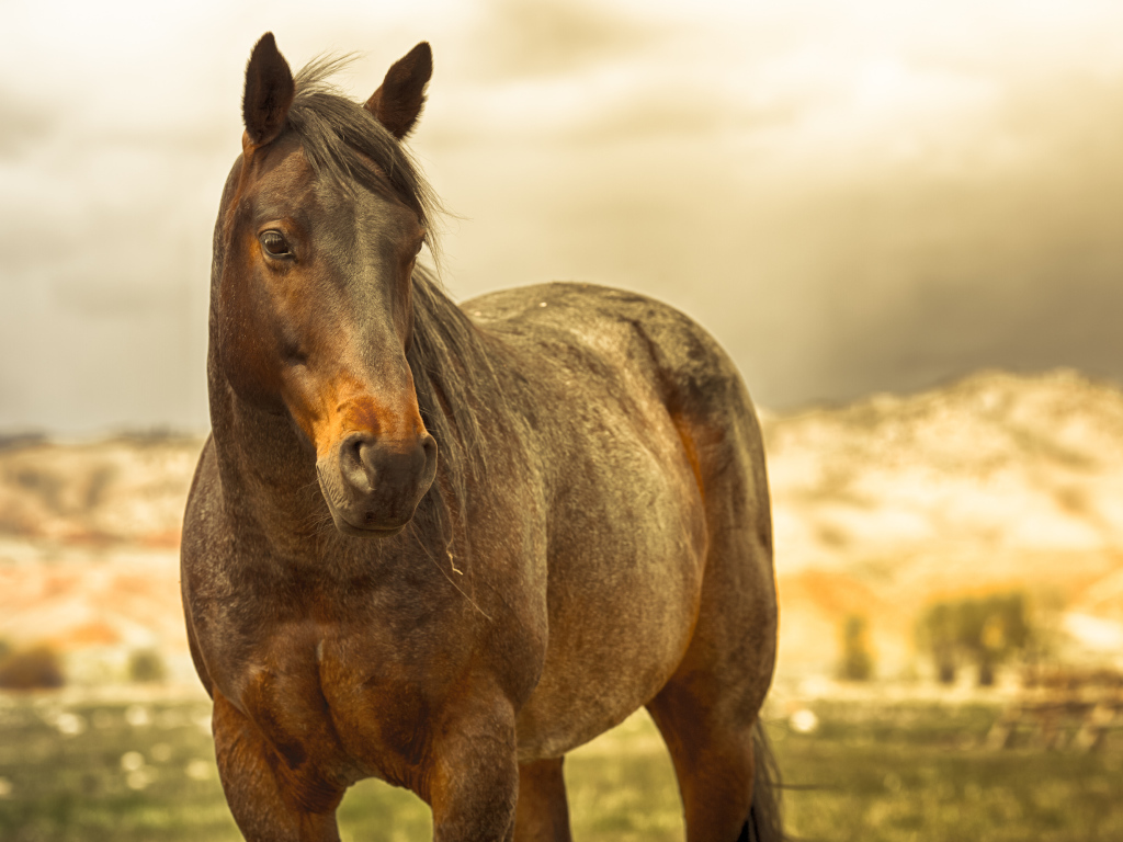 Коричневая лошадь в лучах солнца на ферме