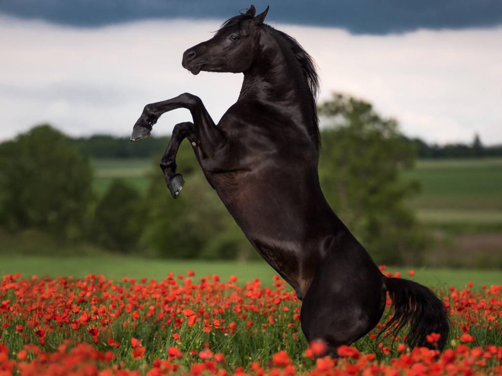 Horse jumping on the field with red poppies
