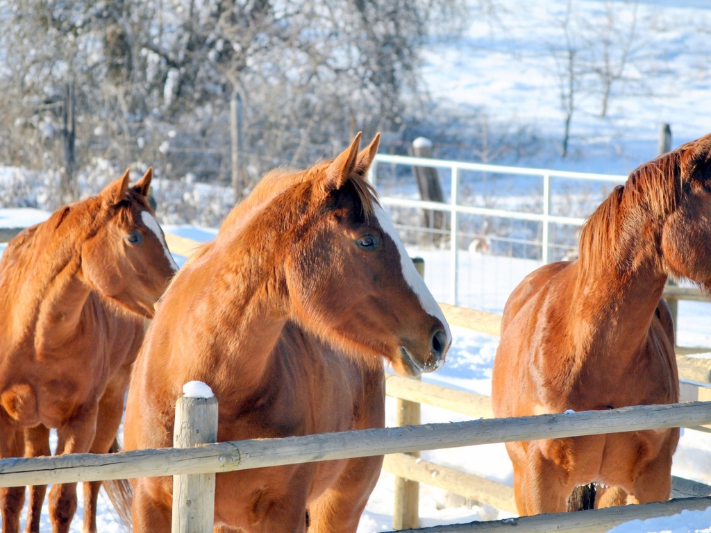 Три коричневые лошади на ферме зимой