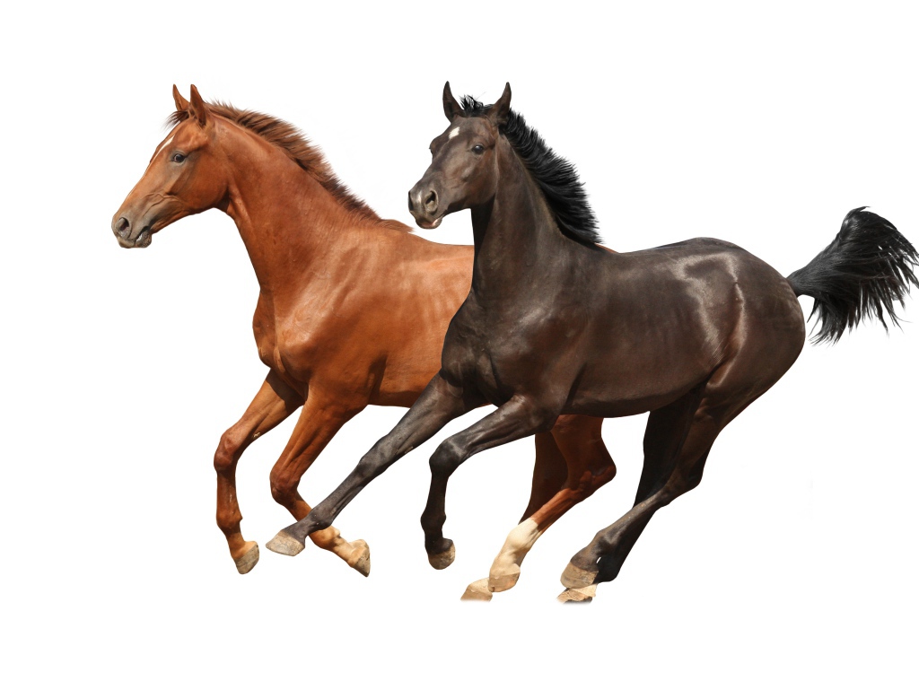 Две коричневых лошади скачут на белом фоне