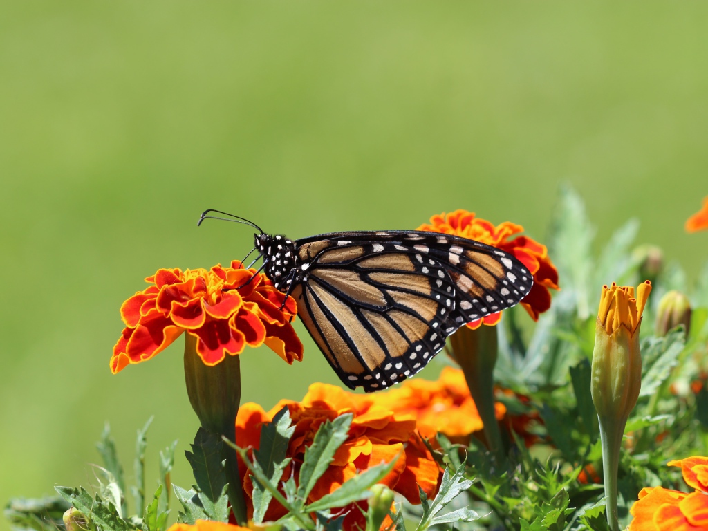 Бабочка монарх на цветке 