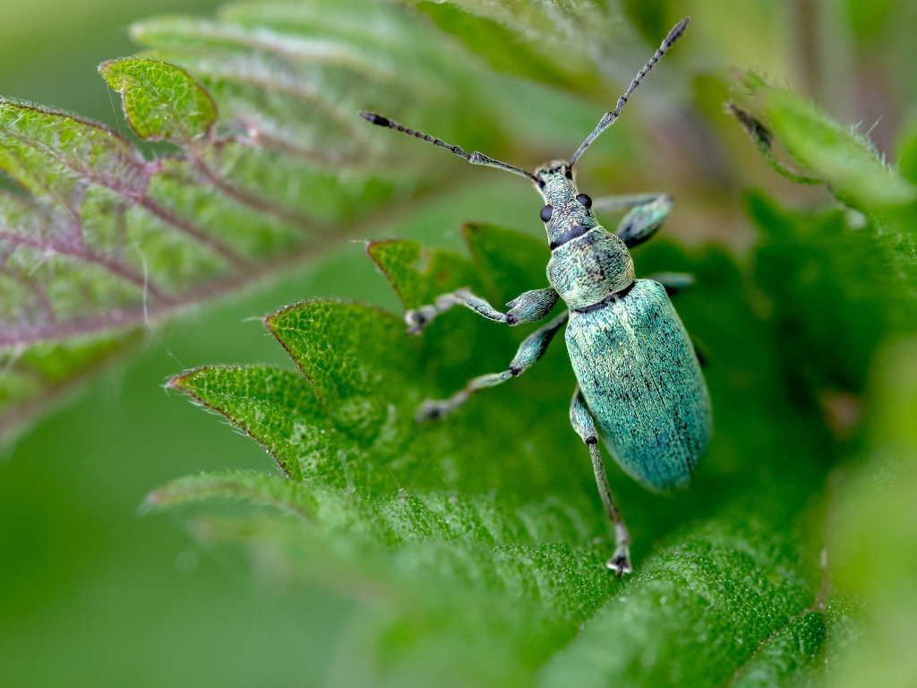 Зеленый жук листовой долгоносик крупным планом