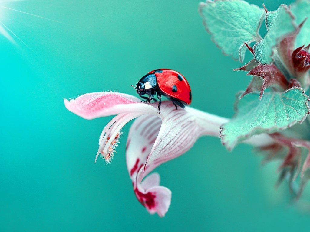 Божья коровка сидит на красивом цветке