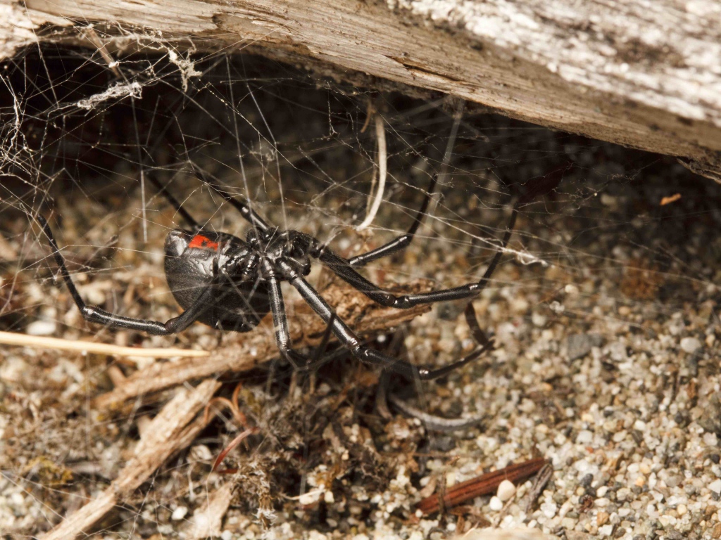 Большой черный паук на паутине