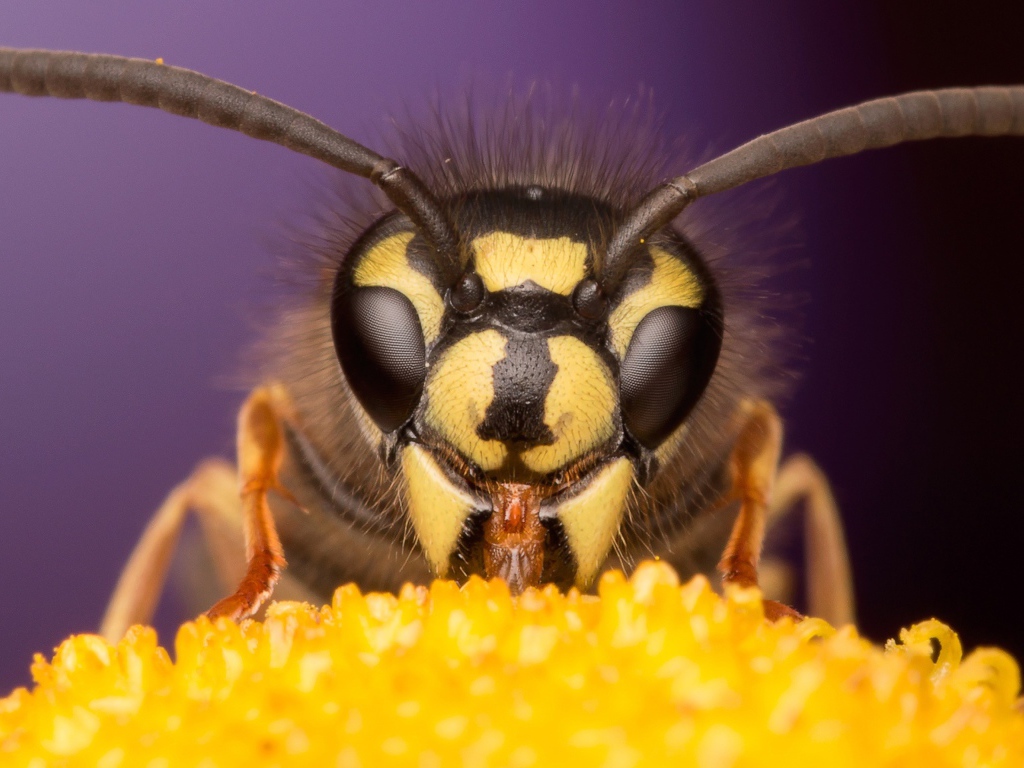 Оса на цветке крупным планом 