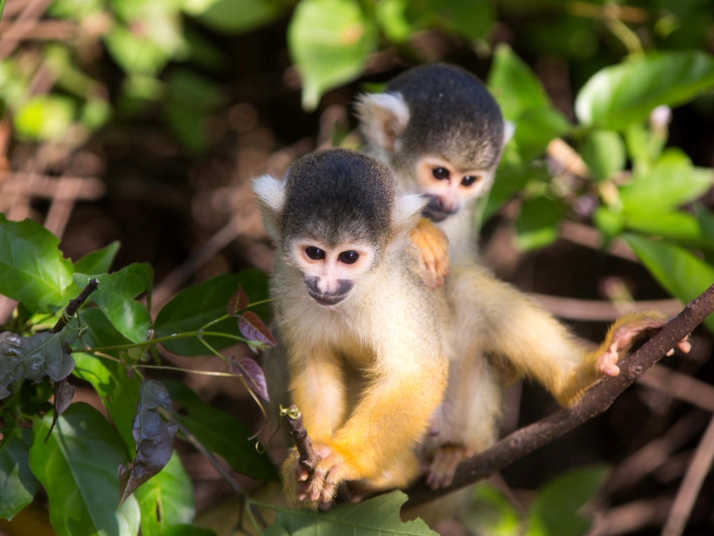 Две маленькие обезьянки на дереве