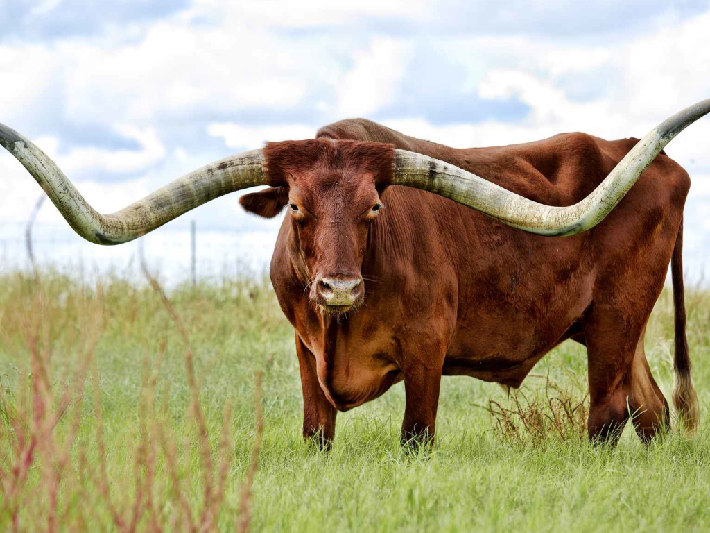 Brown bull with big horns