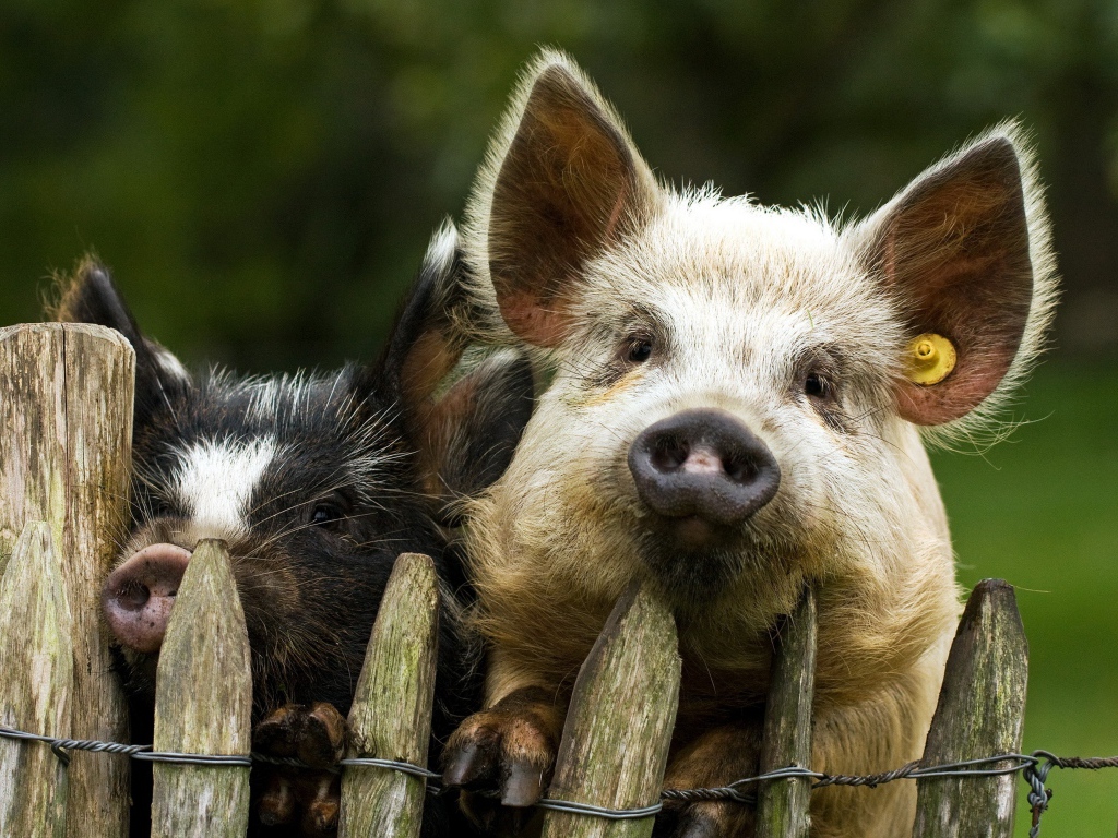 Две свиньи за забором