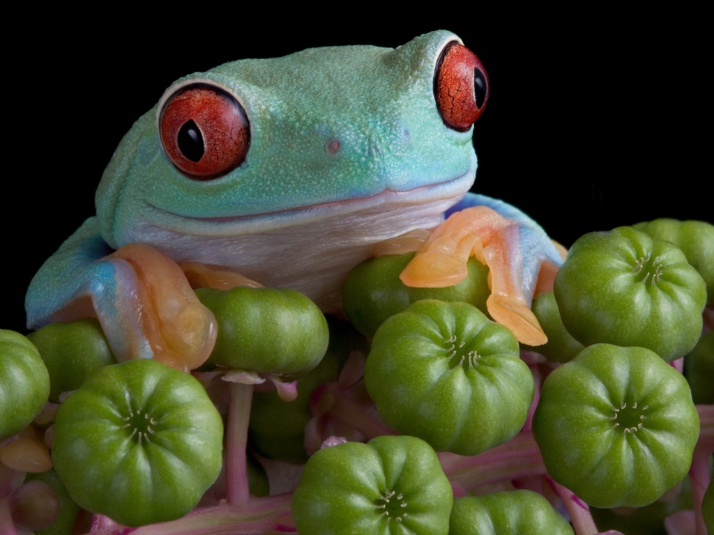 Большая зеленая лягушка с красными глазами