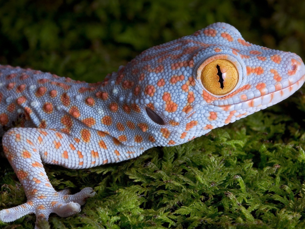 Геккон с большими желтыми глазами