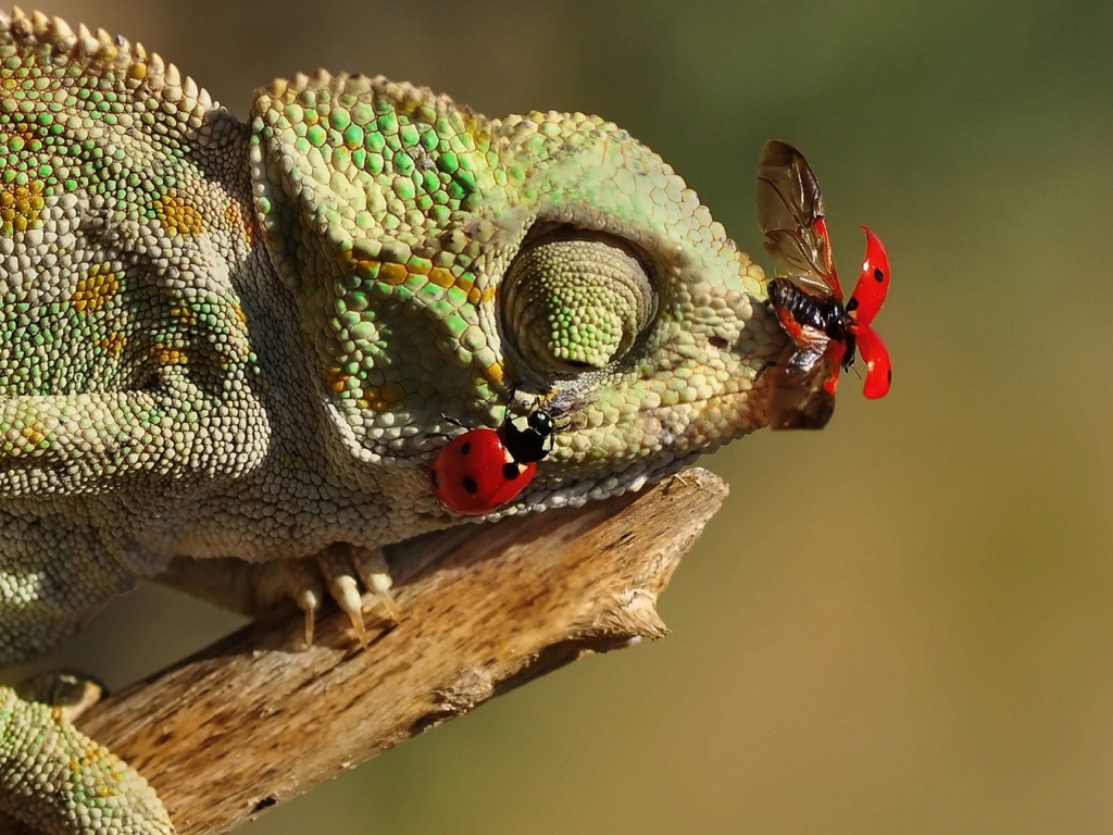 Божьи коровки сидят на зеленом хамелеоне 