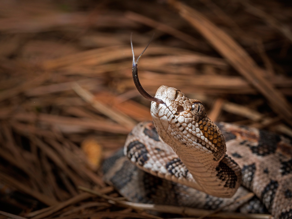 Змея с высунутым языком 