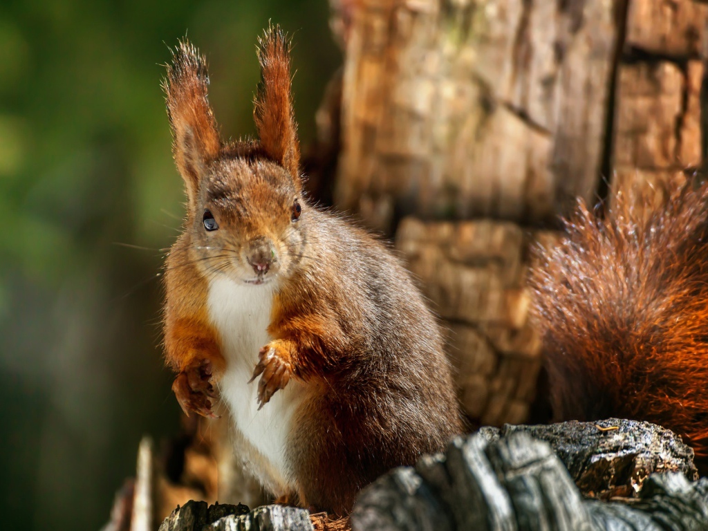 Рыжая белка на сухом дереве крупным планом 
