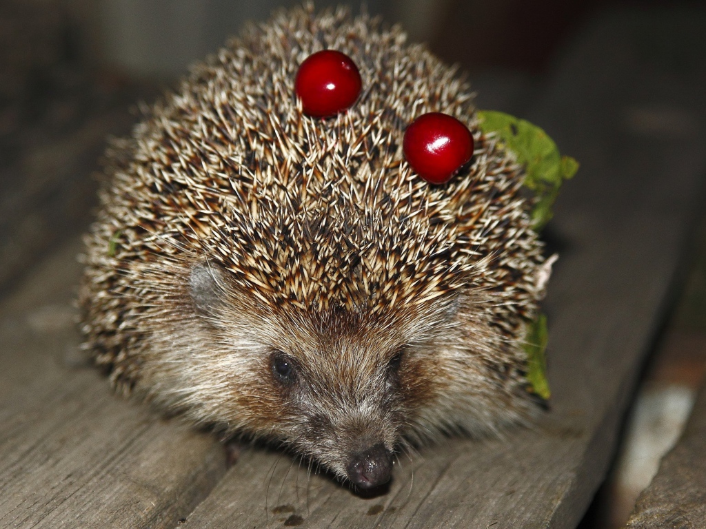 Колючий ежик с черешнями на иголках