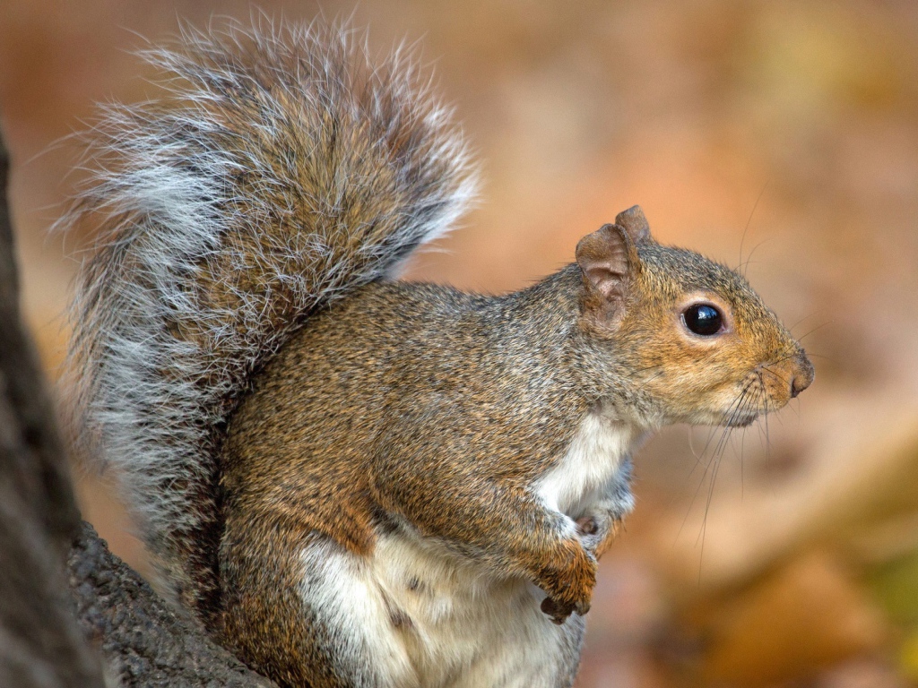 Белка с пушистым хвостом на дереве