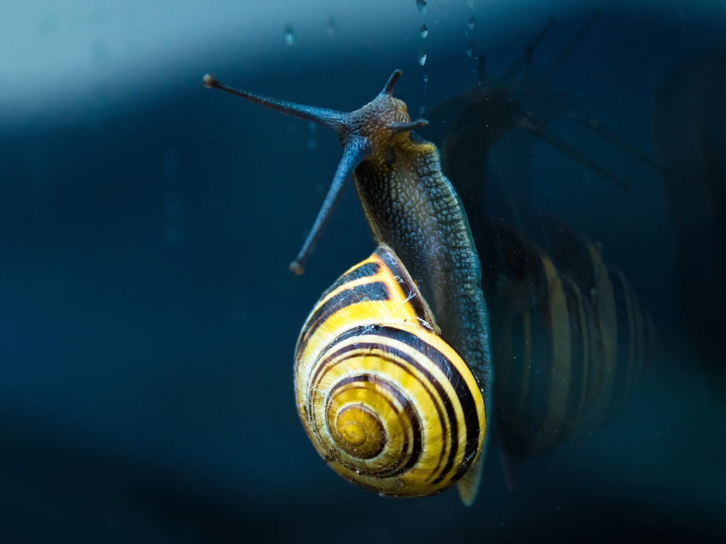 Улитка ползет по стеклу