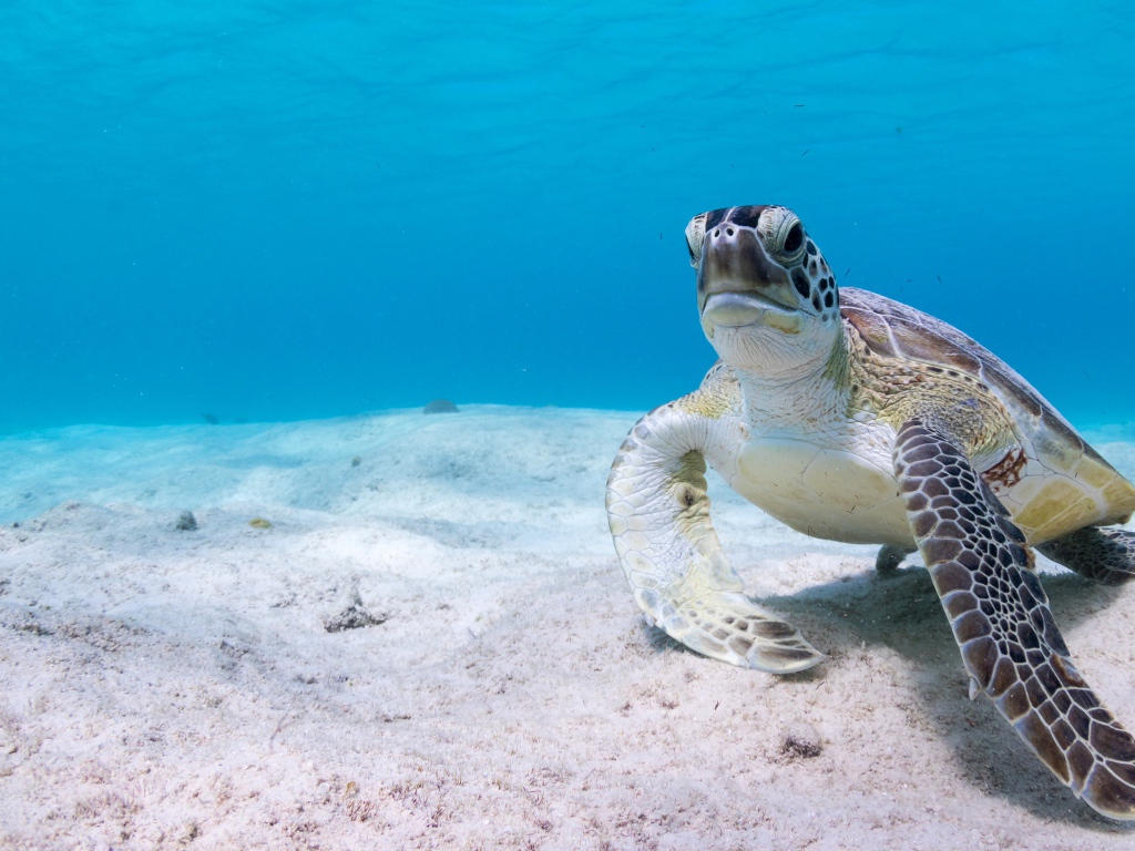 Большая черепаха под водой на песке