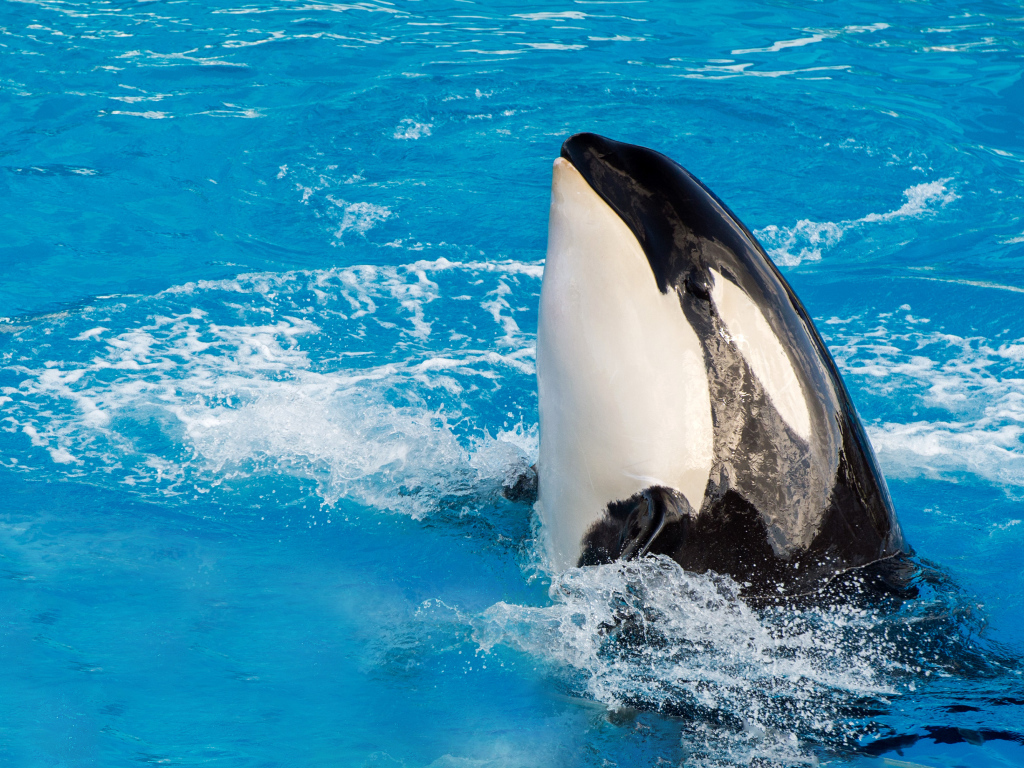 Большая касатка в бассейне 