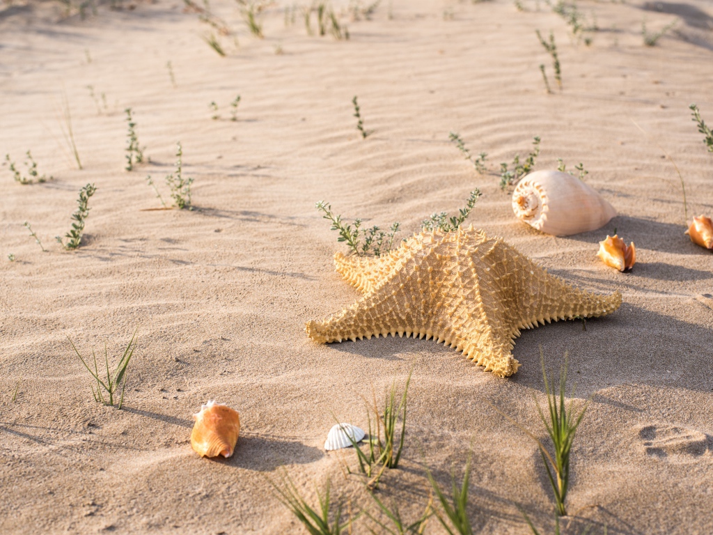 Большая морская звезда и ракушки на песке