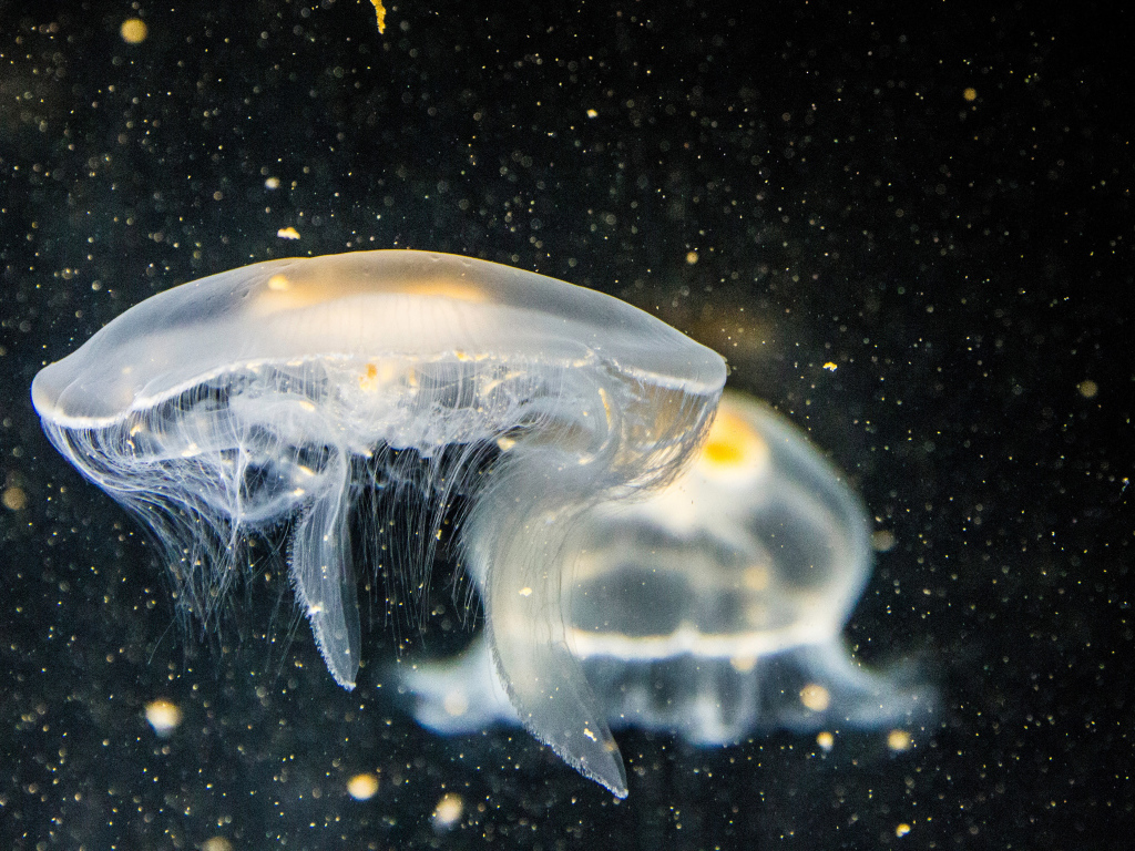 Большие белые медузы в воде на черном фоне