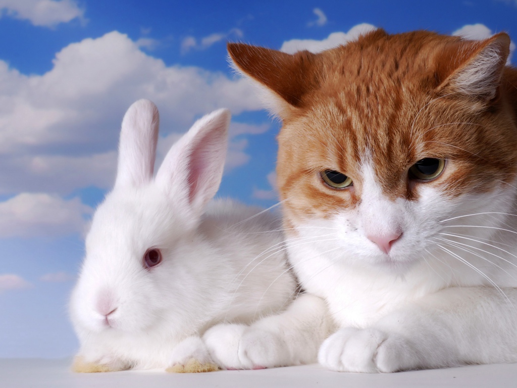 Хмурый рыжий кот и белый декоративный кролик на фоне неба