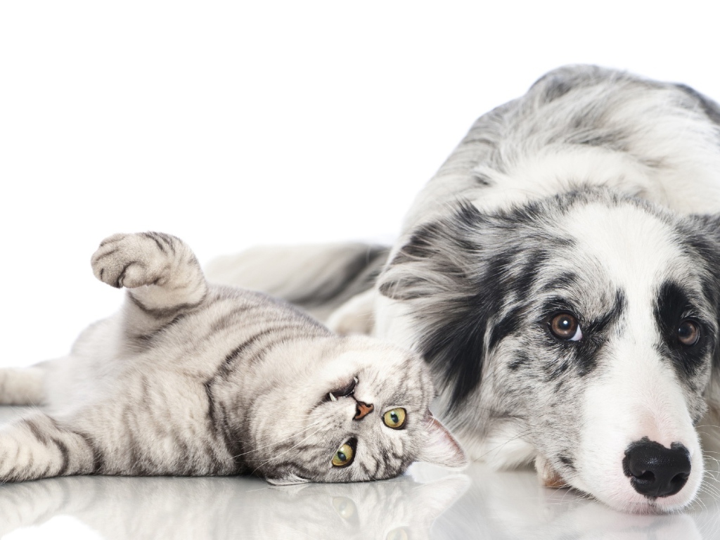 Австралийская овчарка и шотландский кот на белом фоне