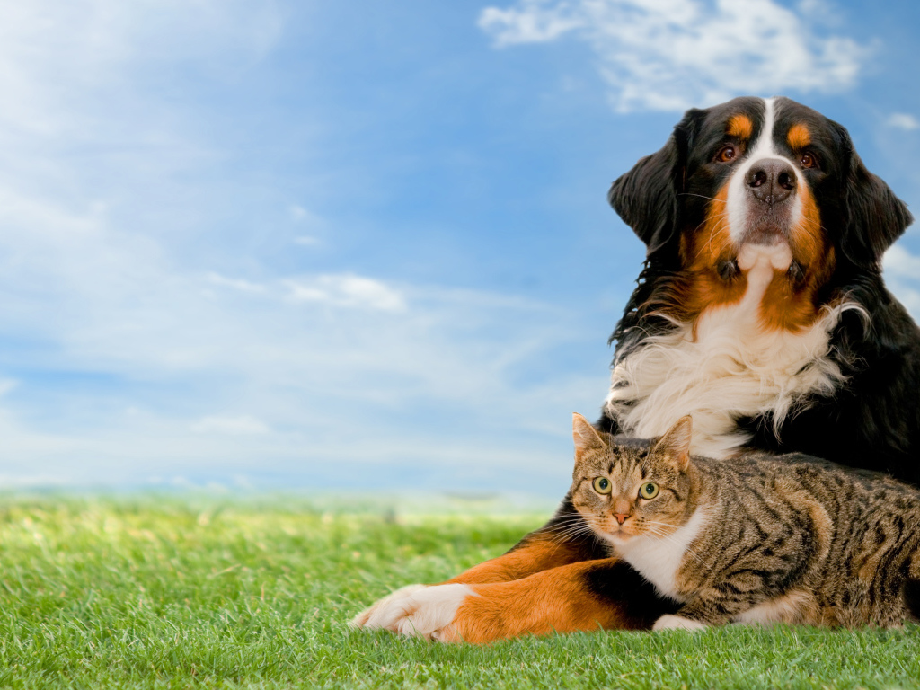 Собака породы Бернский зенненхунд с серым котом на траве