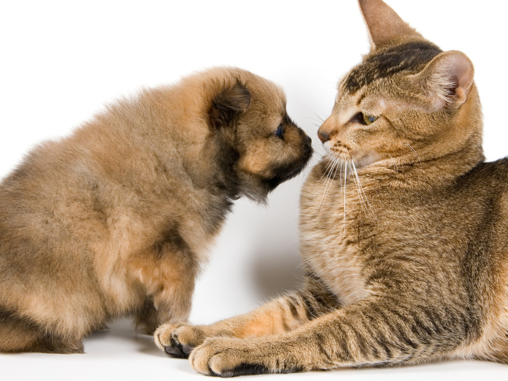 Большой кот со щенком на белом фоне