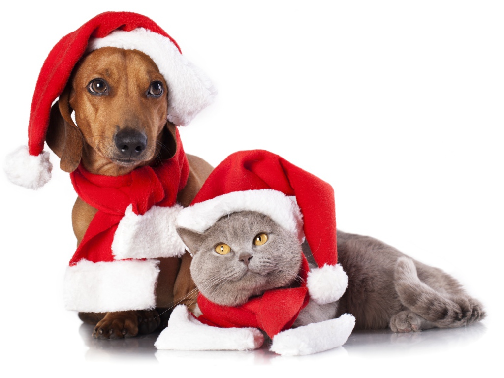 Такса и британский кот в новогодних шапках на белом фоне