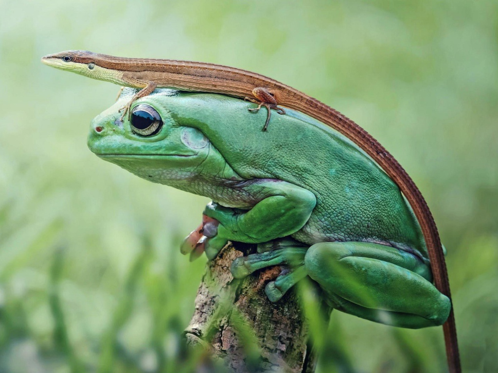 Ящерица сидит на зеленой лягушке