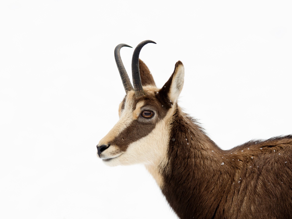 Антилопа на белом фоне