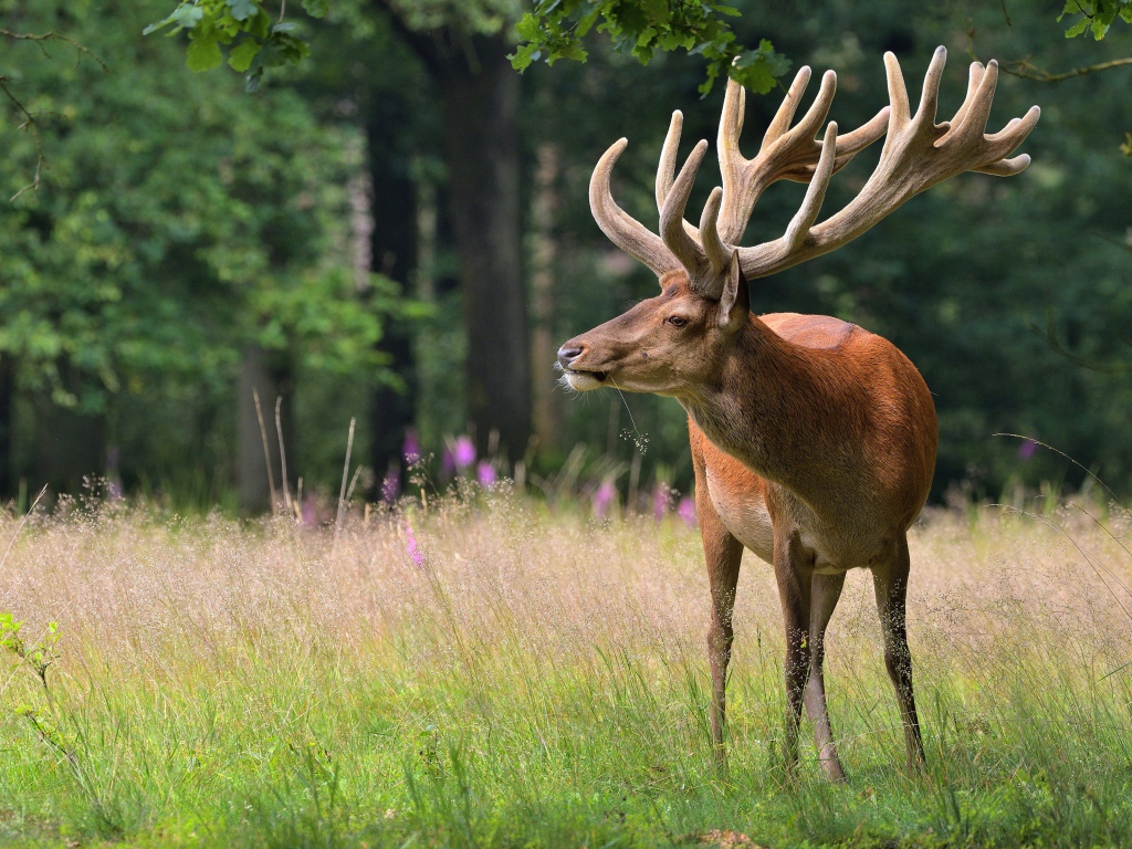 Большой олень в зеленом лесу 