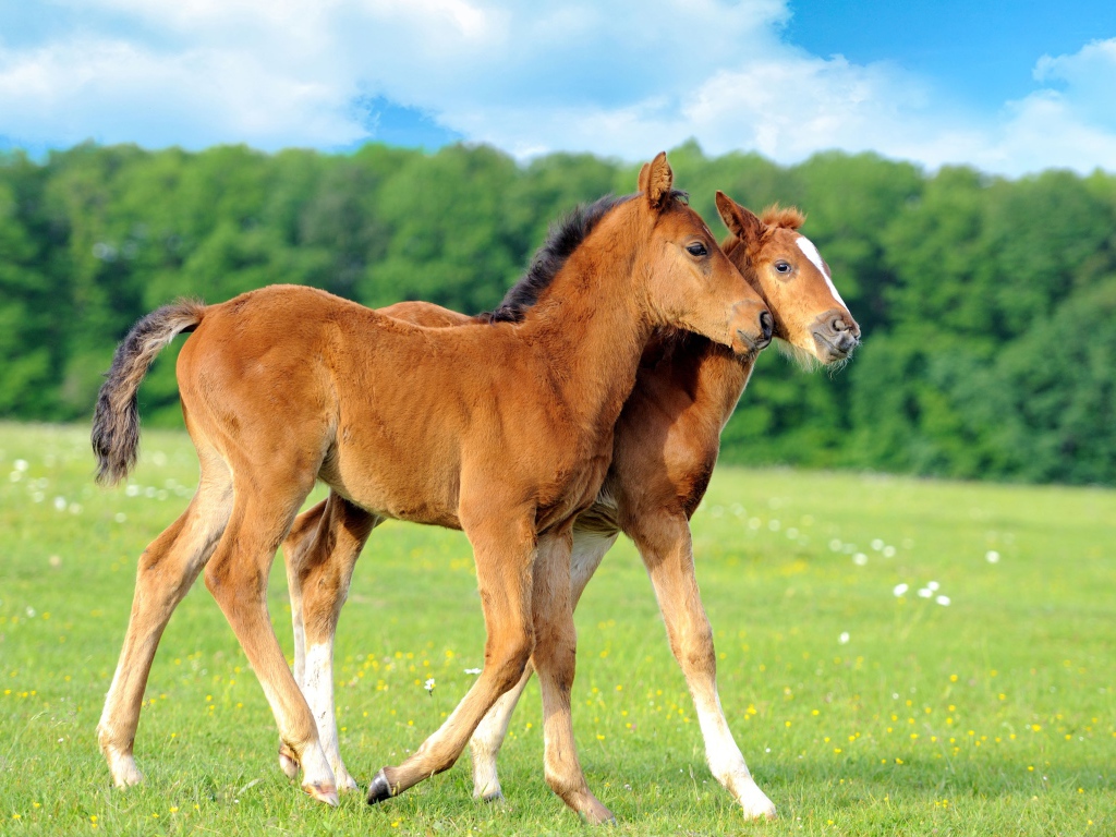 Два осла гуляют по полю 