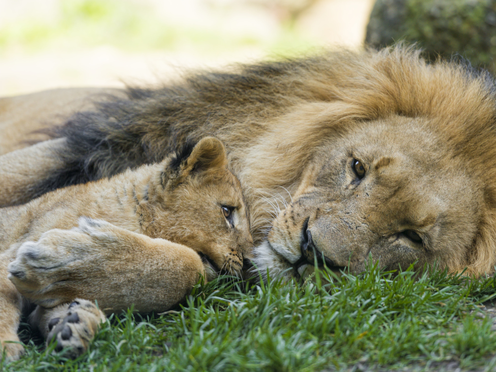 Большой лев с маленьким львенком лежат на зеленой траве