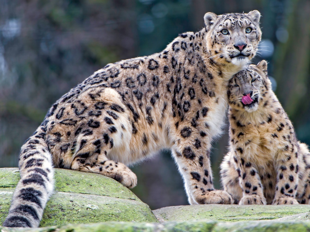 Большой снежный барс с детенышем сидят на камне