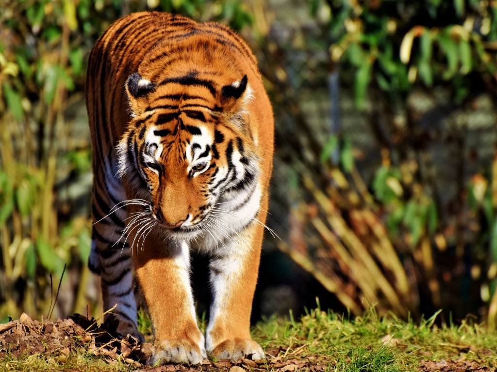 A large tiger with its head down goes on the green grass