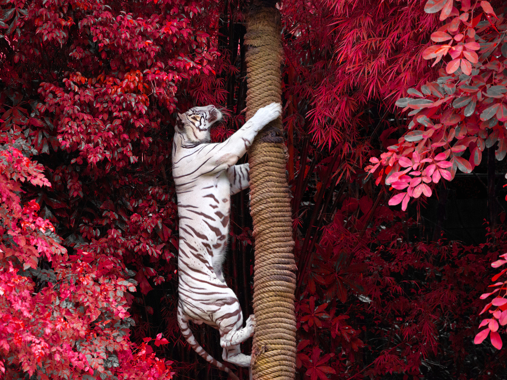 Большой белый тигр лезет на дерево среди красных листьев 