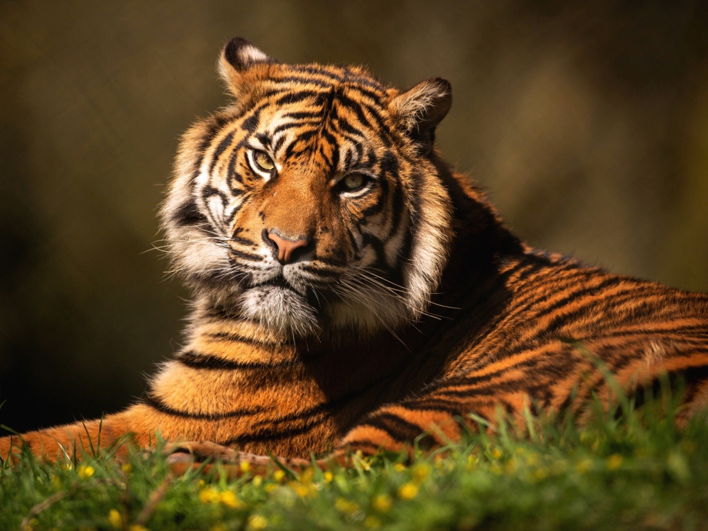 Суровый тигр лежит на зеленой траве 