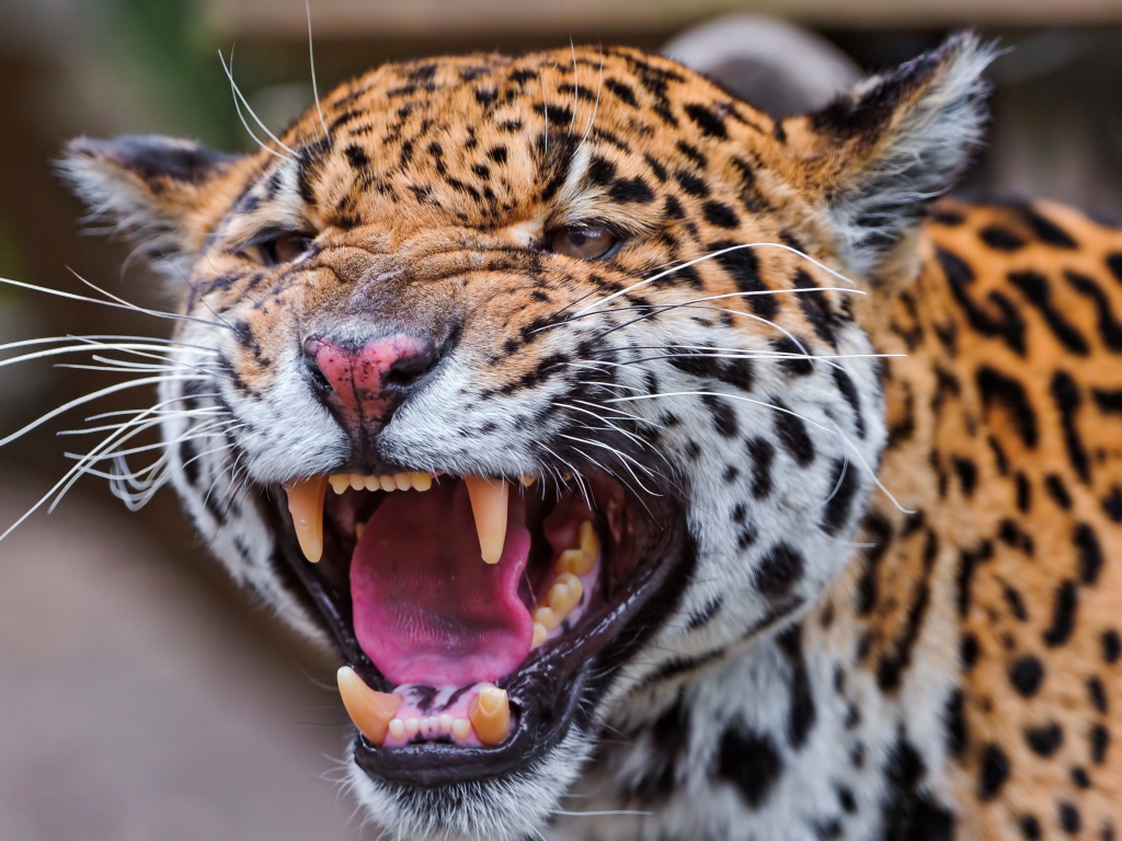 Агрессивный большой пятнистый леопард