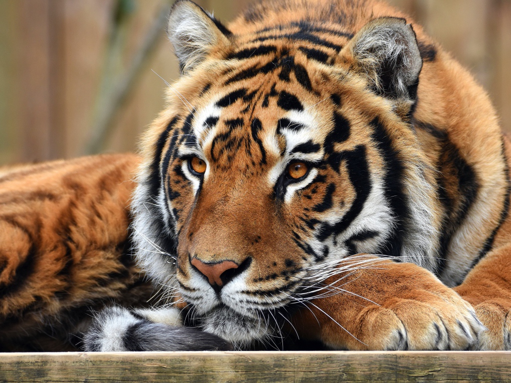 Красивый большой полосатый тигр 