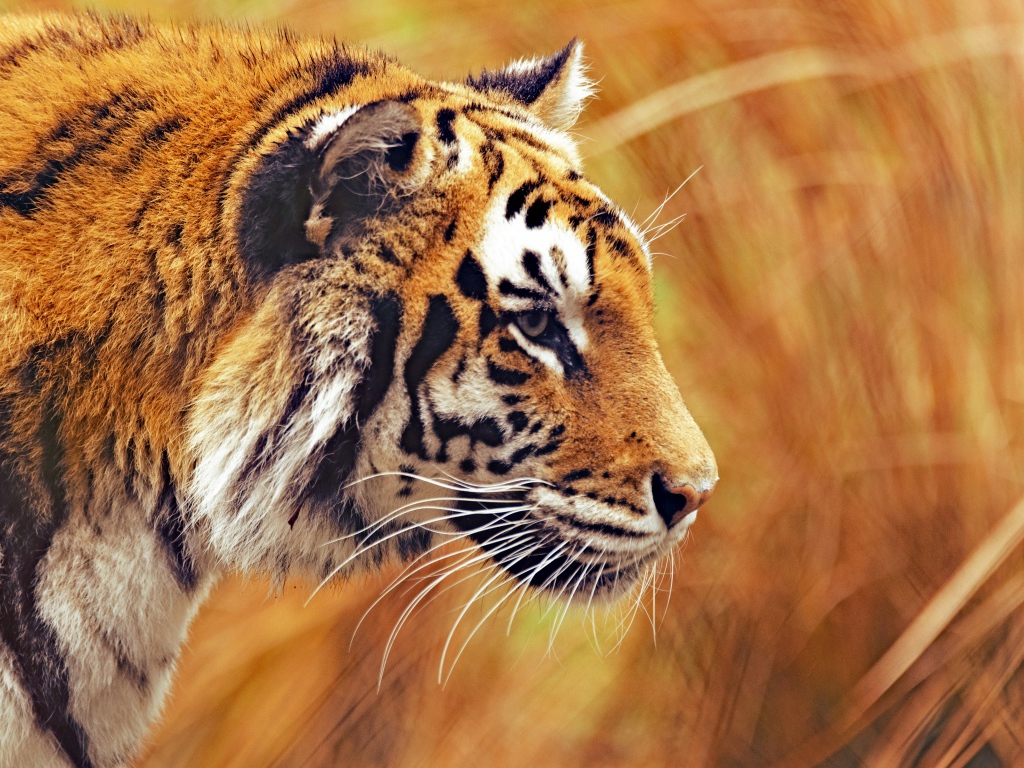 Большой бенгальский тигр крадется в траве