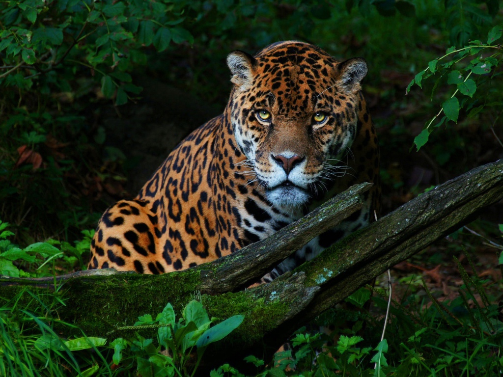 Большой красивый ягуар в зеленых листьях 