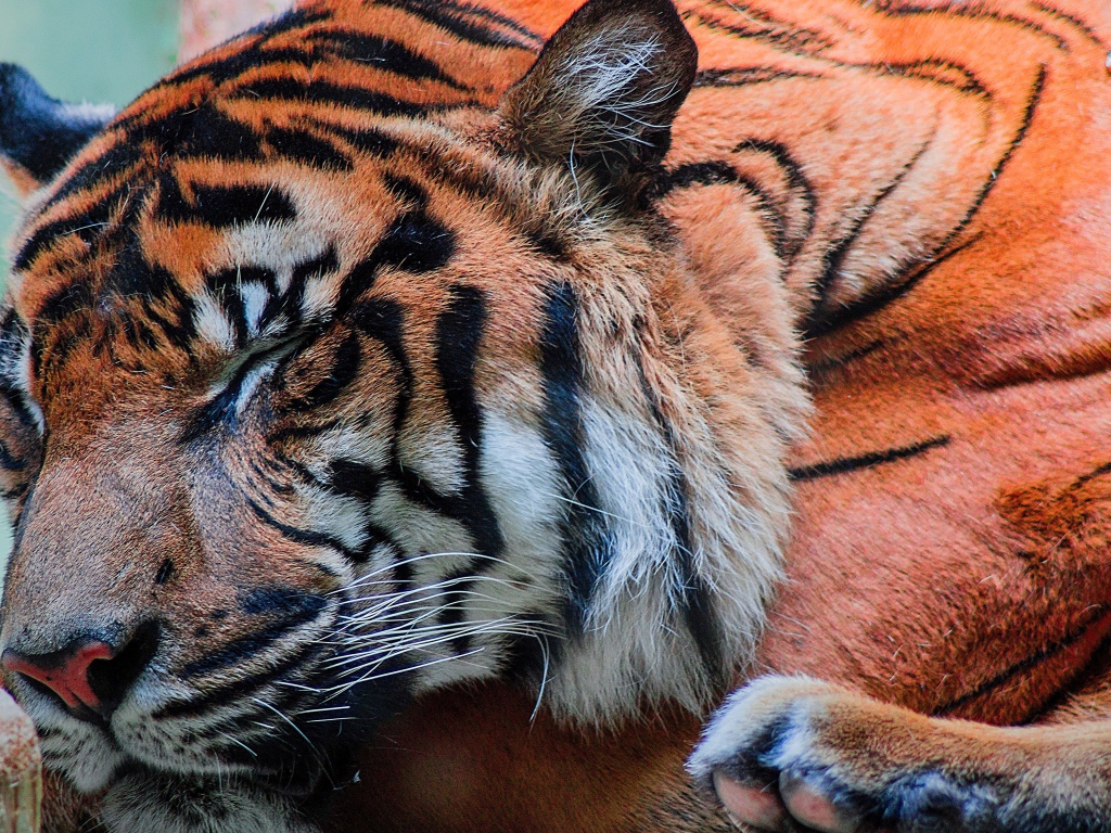 Большой красивый спящий тигр