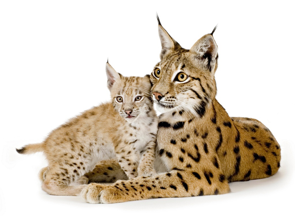 Большая рысь с маленьким детенышем на белом фоне
