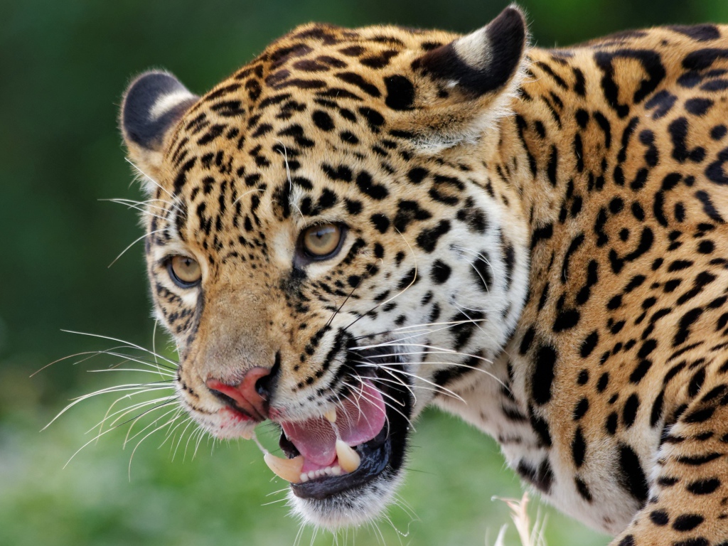 Большой пятнистый ягуар с открытой пастью