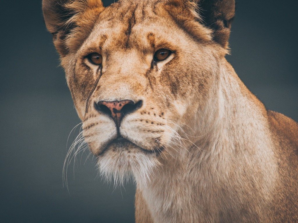 Морда большой серьезной львицы крупным планом