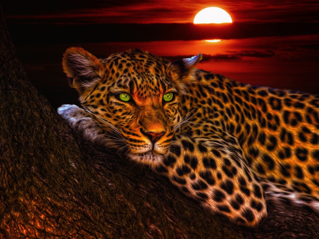 Зеленоглазый леопард лежит на дереве на закате солнца