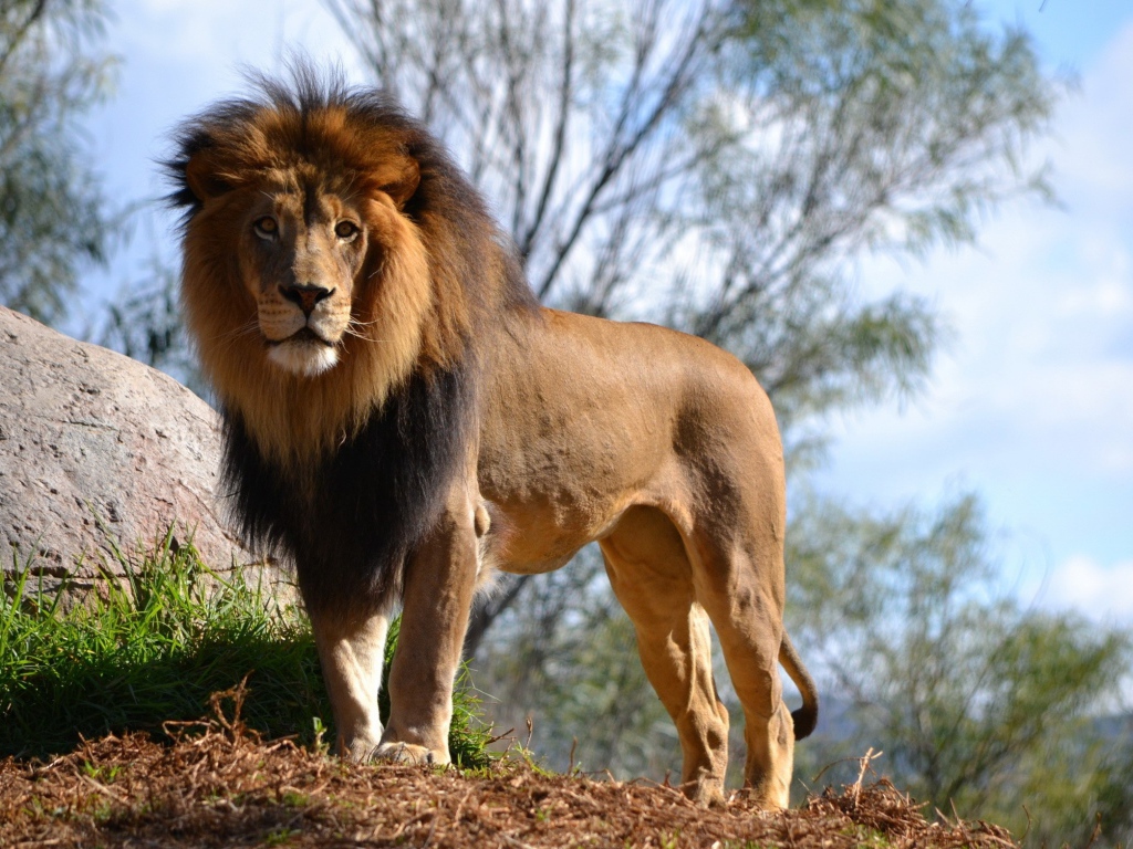 Большой грациозный лев у камня