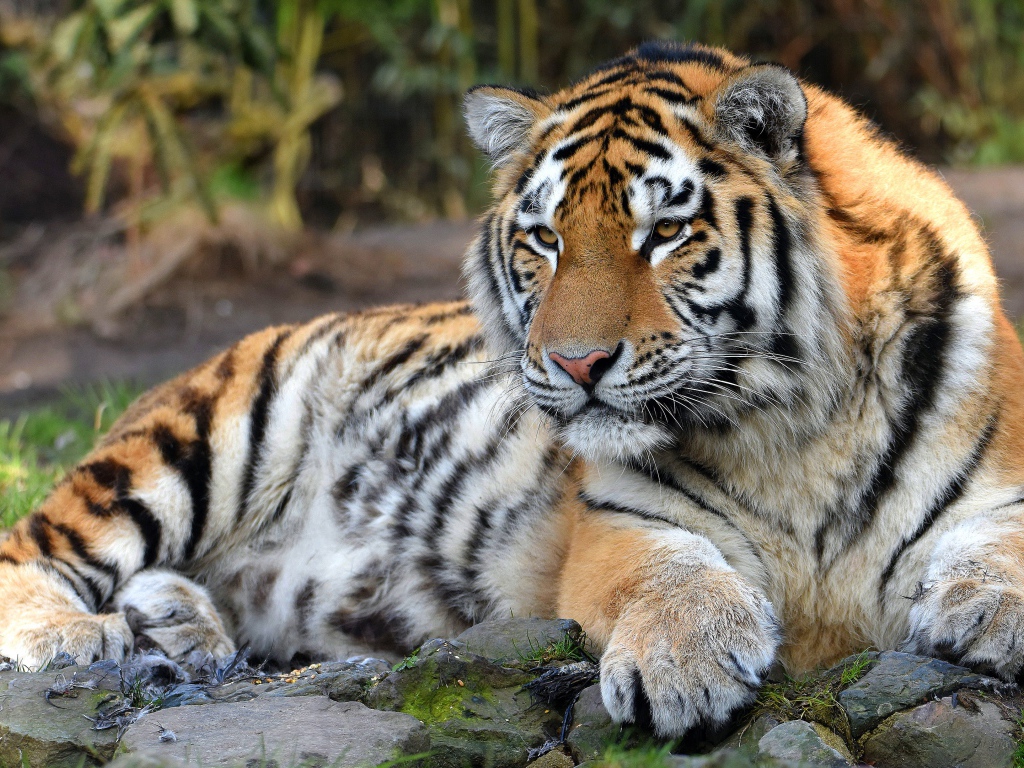 Большой полосатый тигр с большими лапами