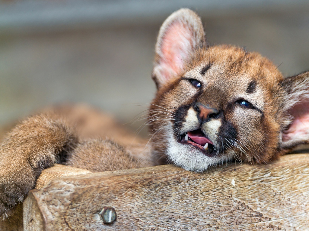 Маленький котенок пумы